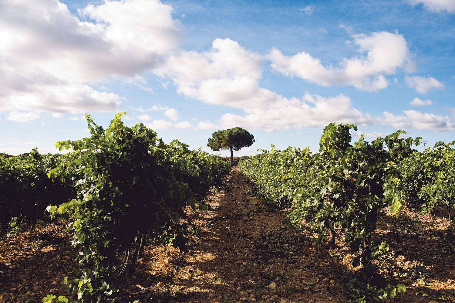 Viñedos del Sendero de la Morera y de los Valles